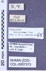 Etikette zu Hypnoidus abbreviatus (Say, 1823) (NHMW-ZOO-COL-0007373)